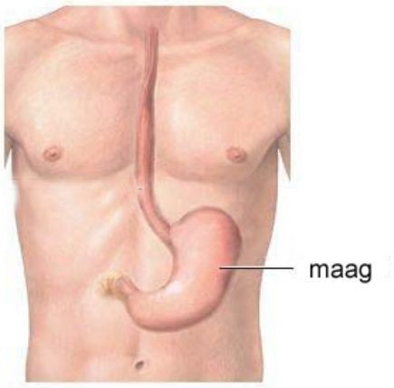 Locatie van de maag in het lichaam